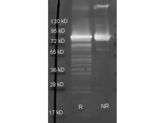 Maltose Phosphorylase Antibody in Western Blot (WB)