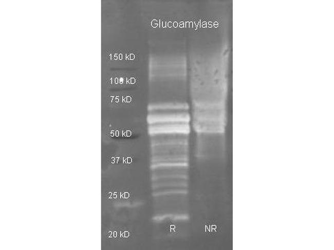 Glucoamylase Antibody in Western Blot (WB)