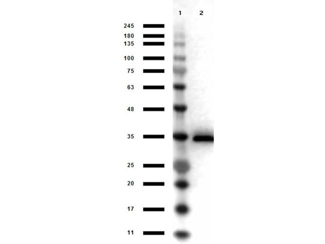 Glycerol-3-Phosphate Dehydrogenase Antibody in Western Blot (WB)