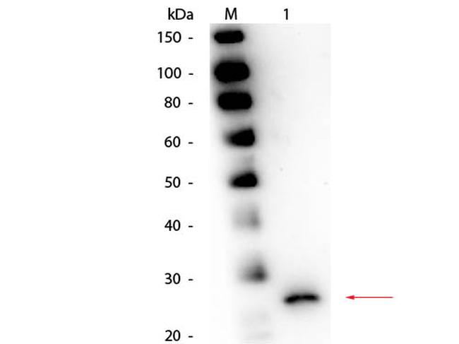 Papain Antibody in Western Blot (WB)