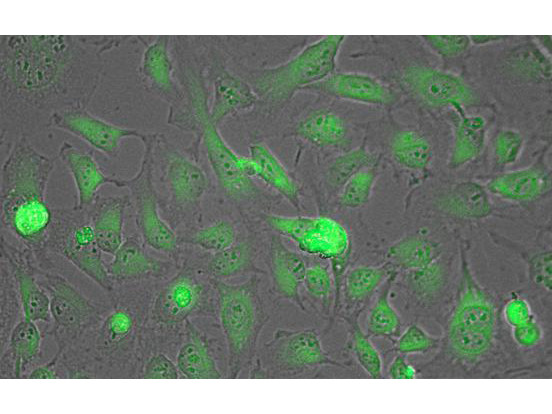 Lactate Dehydrogenase Antibody in Immunocytochemistry (ICC/IF)
