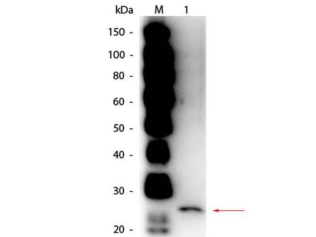 Papain Antibody in Western Blot (WB)