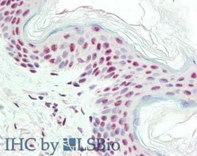 IPO-38 Antibody in Immunohistochemistry (Paraffin) (IHC (P))