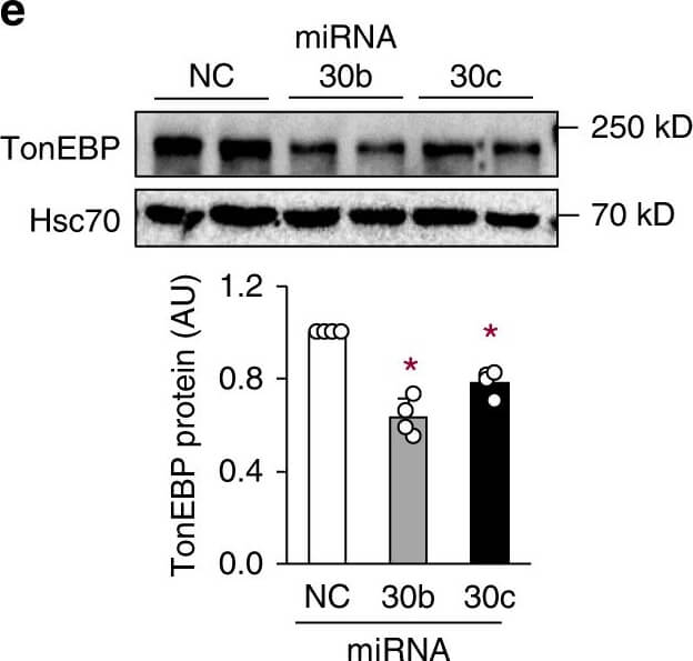 Hsc70 (Hsp73) Antibody in Western Blot (WB)