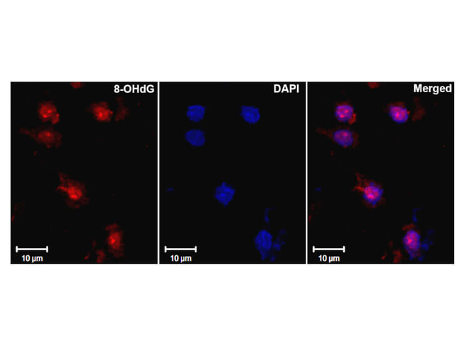 8-Hydroxy Guanine Antibody in Immunohistochemistry (Paraffin) (IHC (P))