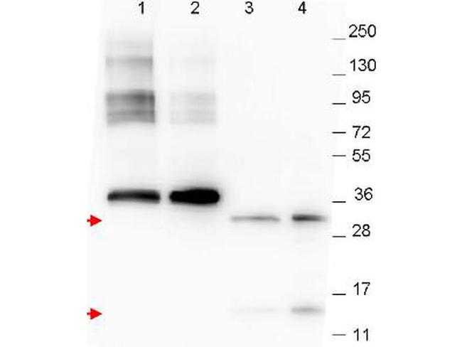 NAG-1 Antibody in Western Blot (WB)