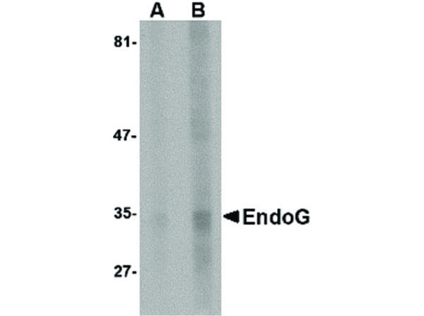EndoG Antibody in Western Blot (WB)