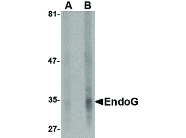 EndoG Antibody in Western Blot (WB)