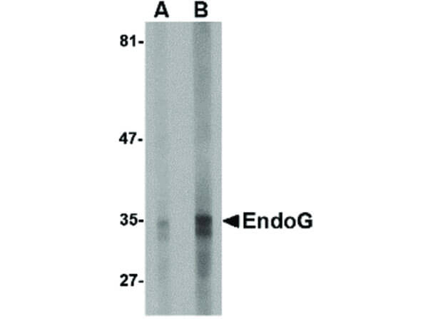 EndoG Antibody in Western Blot (WB)