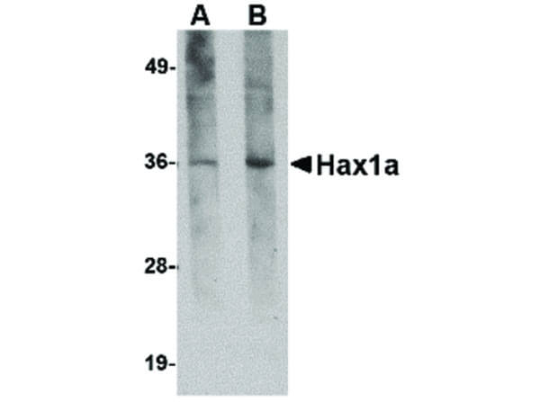Hax1a Antibody in Western Blot (WB)