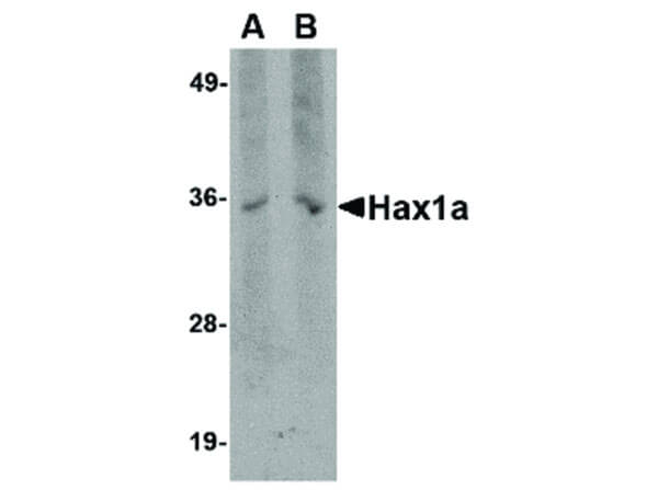 Hax1a Antibody in Western Blot (WB)
