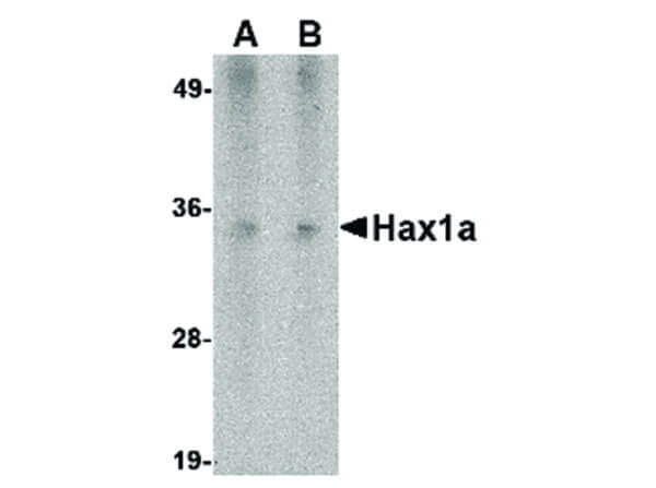 Hax1a Antibody in Western Blot (WB)