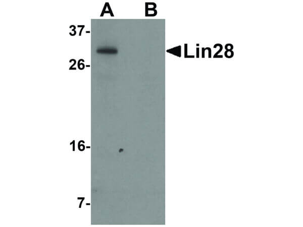 LIN28 Antibody in Western Blot (WB)