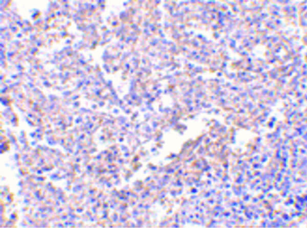 MD-2 Antibody in Immunohistochemistry (Paraffin) (IHC (P))