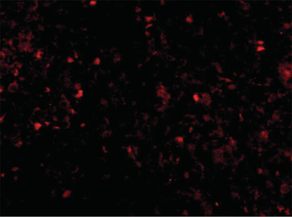 MD-2 Antibody in Immunocytochemistry (ICC/IF)