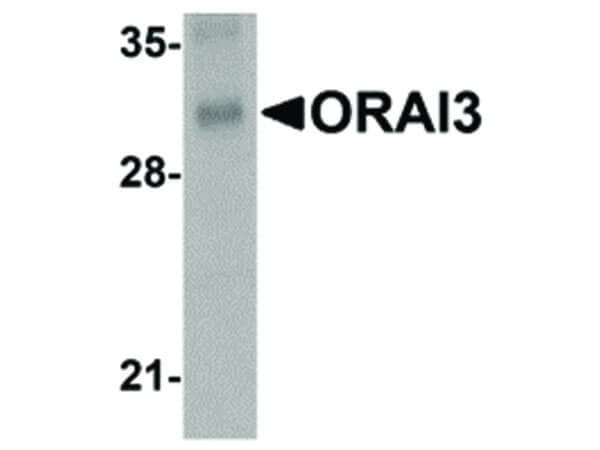 ORAI3 Antibody in Western Blot (WB)