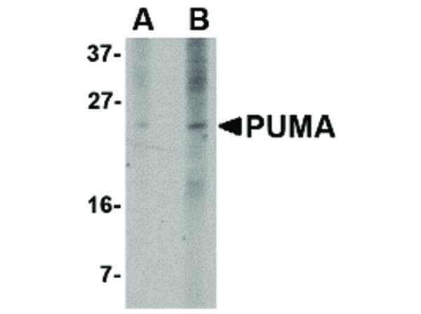 PUMA Antibody in Western Blot (WB)