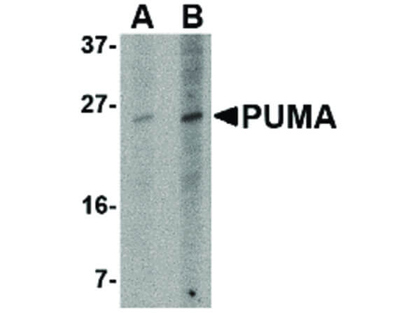 PUMA Antibody in Western Blot (WB)