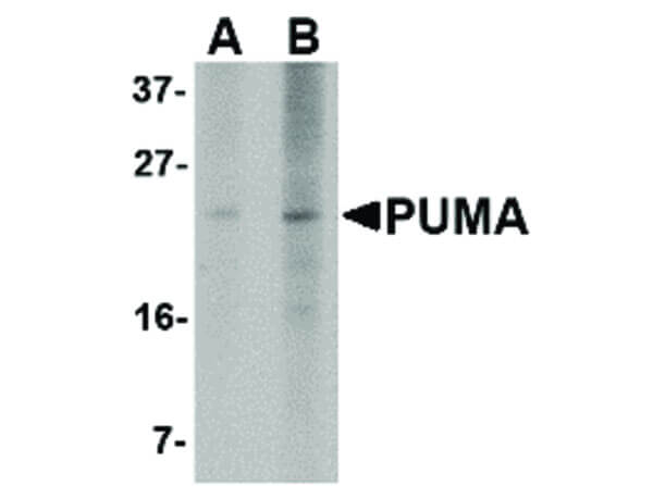 PUMA Antibody in Western Blot (WB)