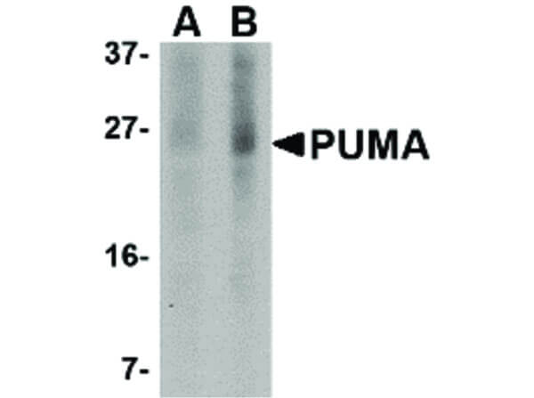 PUMA Antibody in Western Blot (WB)