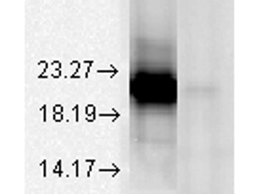 Alpha A Crystallin Antibody in Western Blot (WB)