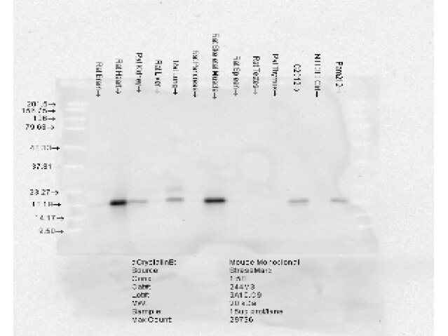 Alpha B Crystallin Antibody in Western Blot (WB)