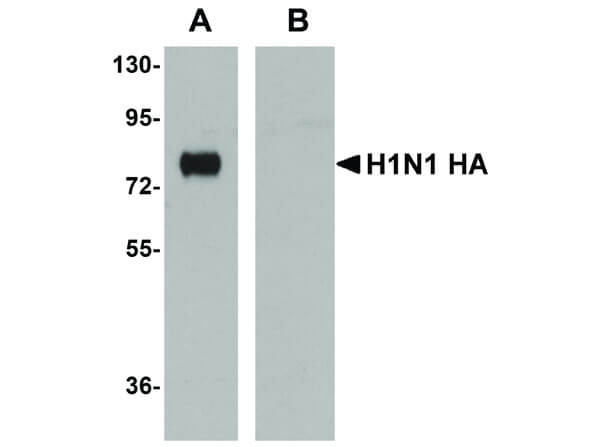 Seasonal H1N1 Hemagglutinin Antibody in Western Blot (WB)