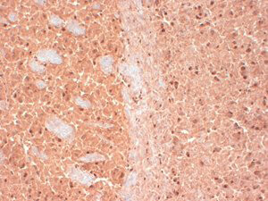 CASK Antibody in Immunohistochemistry (Frozen) (IHC (F))