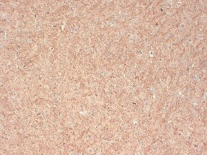 Caspr Antibody in Immunohistochemistry (Frozen) (IHC (F))