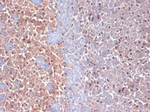 CASPR2 Antibody in Immunohistochemistry (Frozen) (IHC (F))