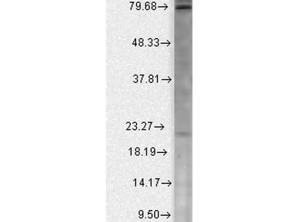 CAV BETA 2 Antibody in Western Blot (WB)