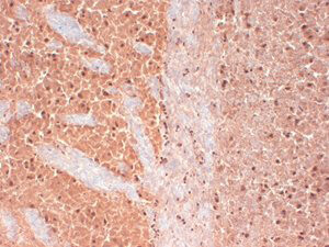 CAV3.2 Antibody in Immunohistochemistry (Frozen) (IHC (F))