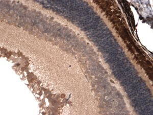 CNGA1/3 Antibody in Immunohistochemistry (Paraffin) (IHC (P))