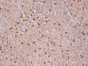 Contactin Antibody in Immunohistochemistry (Frozen) (IHC (F))