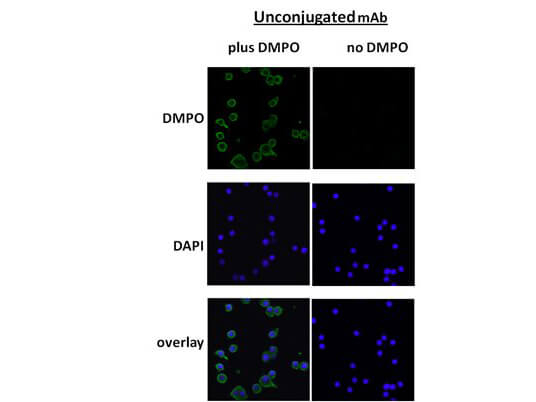 DMPO Antibody in Immunocytochemistry (ICC/IF)