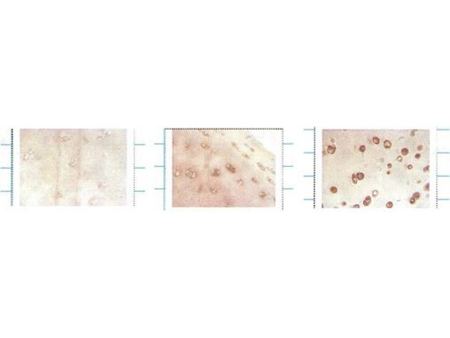SOD3 Antibody in Immunohistochemistry (Paraffin) (IHC (P))