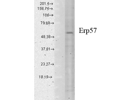 Erp57 (Grp58) Antibody in Western Blot (WB)