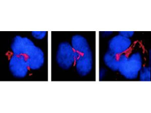FKBP51 Antibody in Immunocytochemistry (ICC/IF)