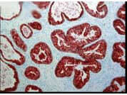 FKBP52 Antibody in Immunohistochemistry (Paraffin) (IHC (P))