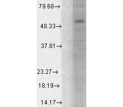 GABA-A Receptor alpha 1 Antibody in Western Blot (WB)