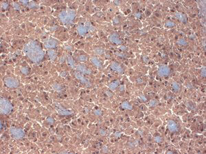 GABA-A Receptor beta 3 Antibody in Immunohistochemistry (Frozen) (IHC (F))