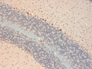 GluR2 Antibody in Immunohistochemistry (Frozen) (IHC (F))