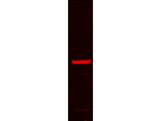 GRP78 Antibody in Western Blot (WB)