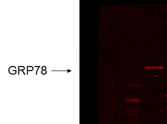 GRP78 Antibody in Western Blot (WB)