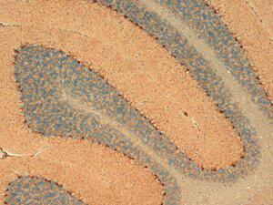 HCN1 Antibody in Immunohistochemistry (Frozen) (IHC (F))