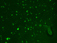 HCN2 Antibody in Immunohistochemistry (Frozen) (IHC (F))