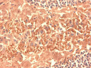 HCN4 Antibody in Immunohistochemistry (Frozen) (IHC (F))