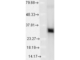 HO-1 Antibody in Western Blot (WB)