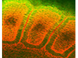Hsp25/Hsp27 Antibody in Immunocytochemistry (ICC/IF)