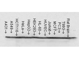 HSP90 beta Antibody in Western Blot (WB)